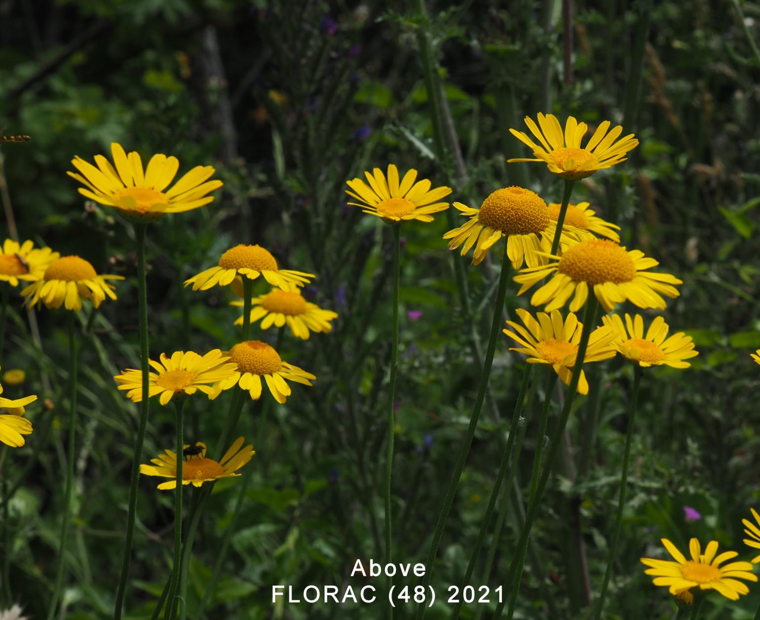 Chamomile, Golden